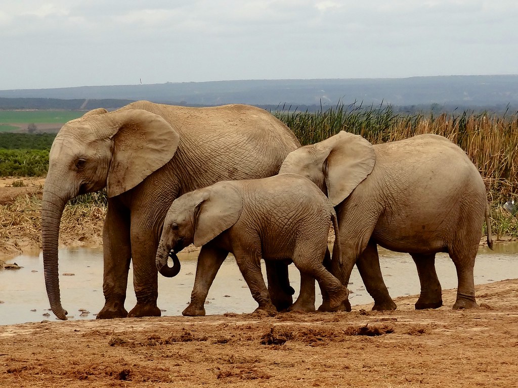 Éléphants Nationalpark d'Addo South Africa - a photo on Flickriver