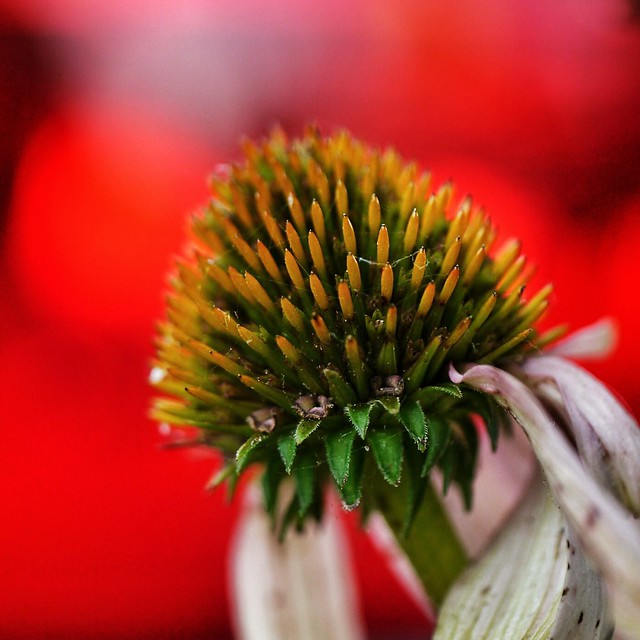 Echinacea seed head.