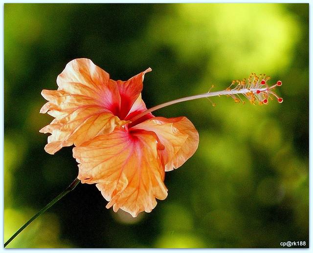 Hibiscus Flower.