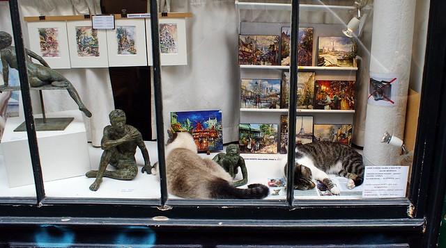 cats in the windows