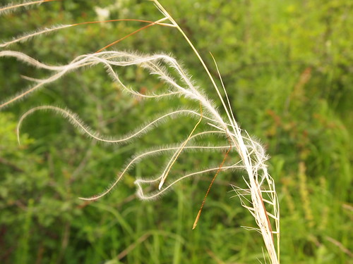 grass golden feather colilie părulzânelor
