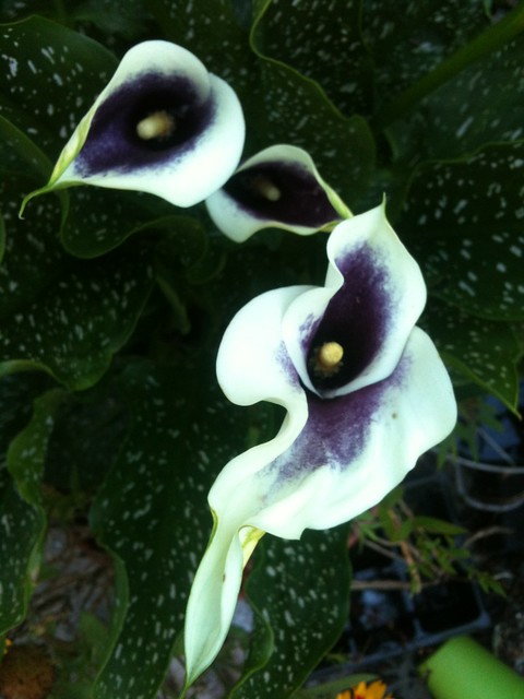 Calla lilies in Gaynor's back garden