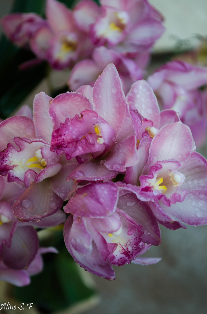 orquídea rosa | ALINE FERREIRA | Flickr