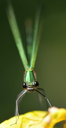 green vision... | by andrea.zanaboni