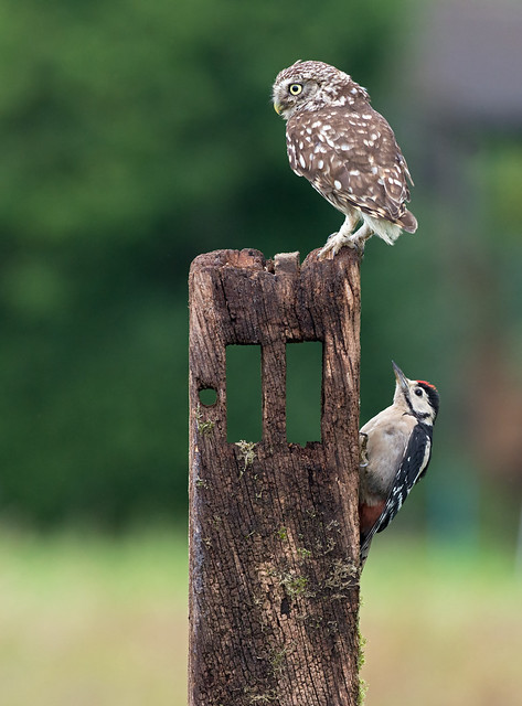 Little Owl- Athene noctua and a Great Spotted Woodpecker-Dendrocopos major.
