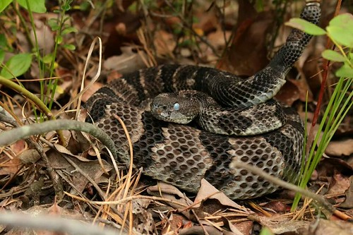 Nj Rattlesnake NJ Timber Rattlesnake | Dave Fitzpatrick | Flickr