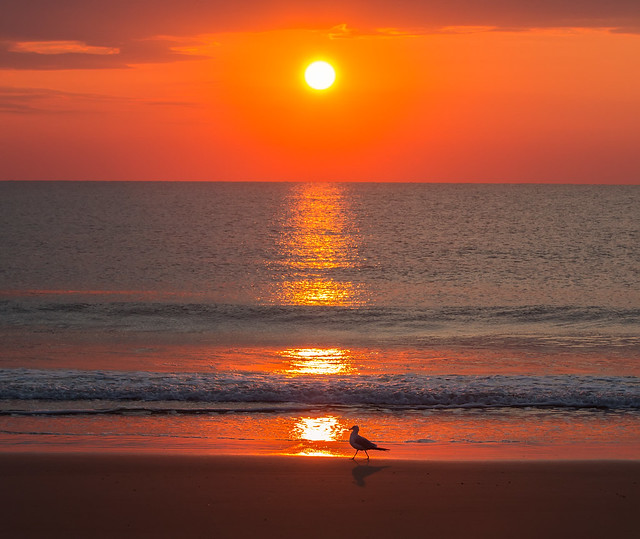 sunrise gull on the beach