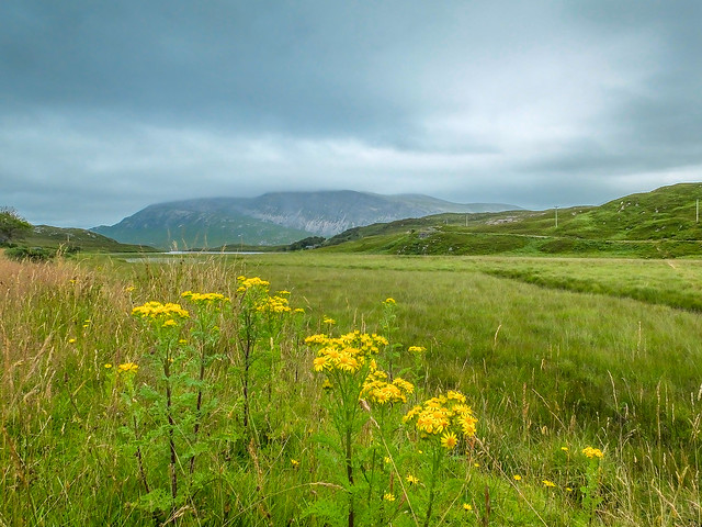 Cloudy Landscape with Yellow Flowers (The Highlands, Scotland. Gustavo Thomas © 2014)