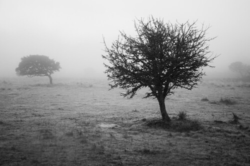 trees winter fog alberi landscape blackwhite terra nebbia biancoenero landa barigadu nebide