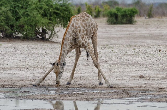 Trinkende Giraffe / Drinking Giraffe