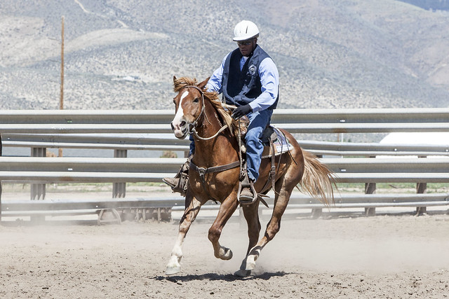 May 31, 2014 Saddle-Trained Wild Horse & Burro Adoption