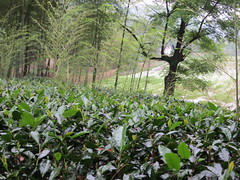 Zhenghe Hong Gong Fu tea garden