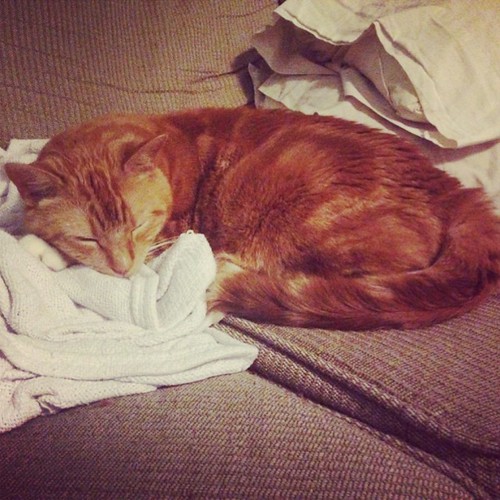 #Sleeping #Angel #toby #cats #cute #catsofinstagram #petsofinstagram #baby #precious #foster #fuzzball | by helentaylorj