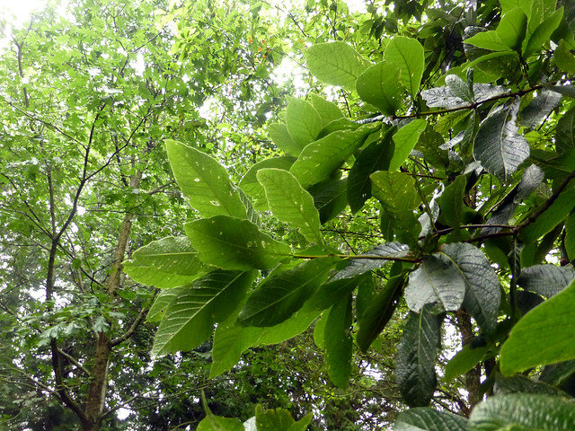 Quercus rysophylla Weath. 1910 (FAGACEAE)