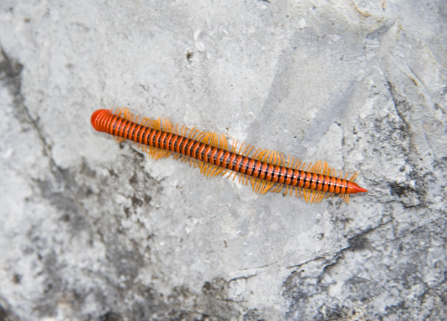 Giant orange millipede