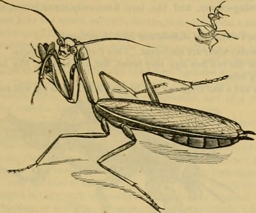 Paternoster