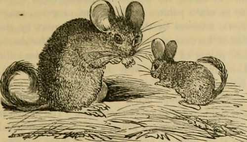 Paternoster