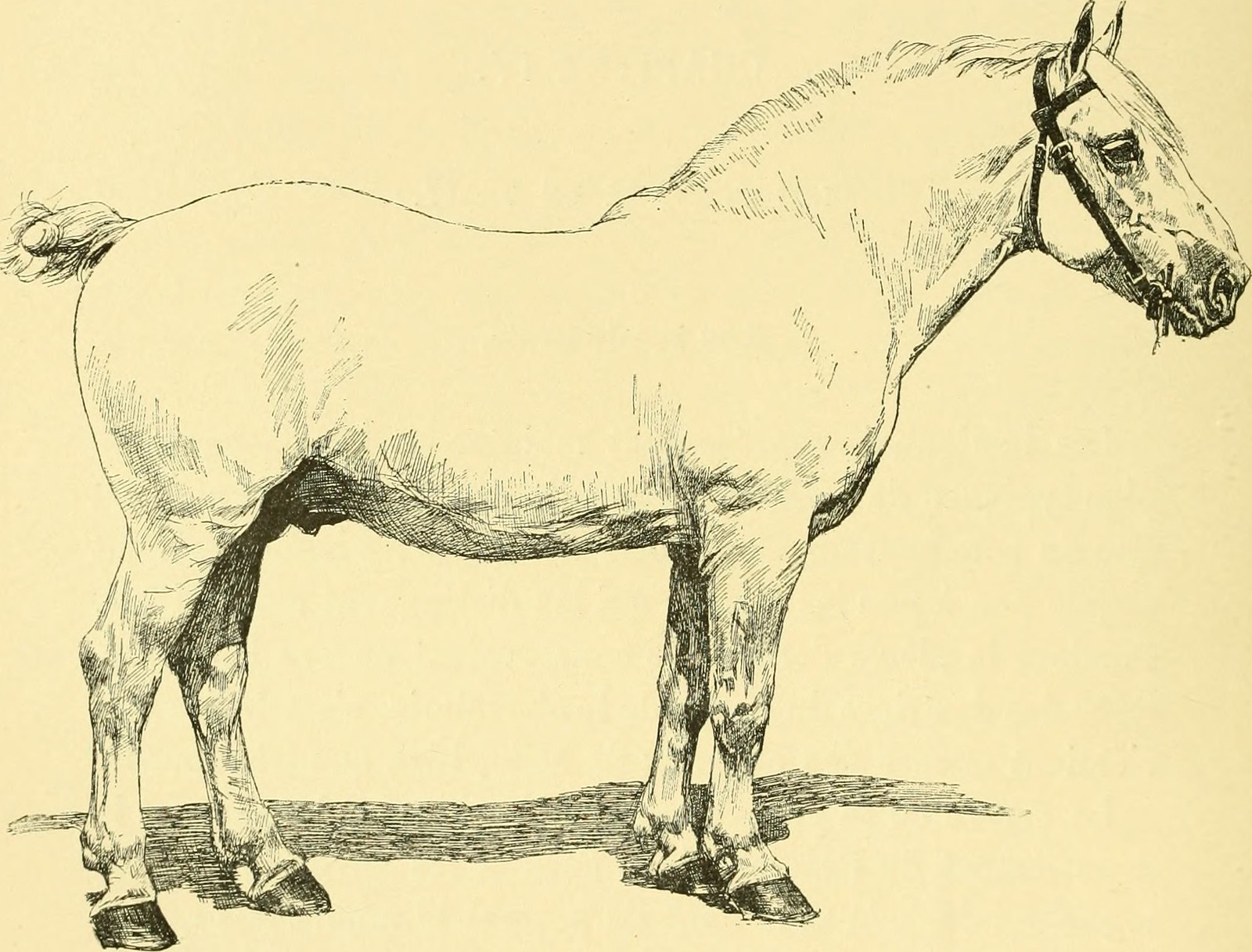 Trait Du Nord - Horse Scanner