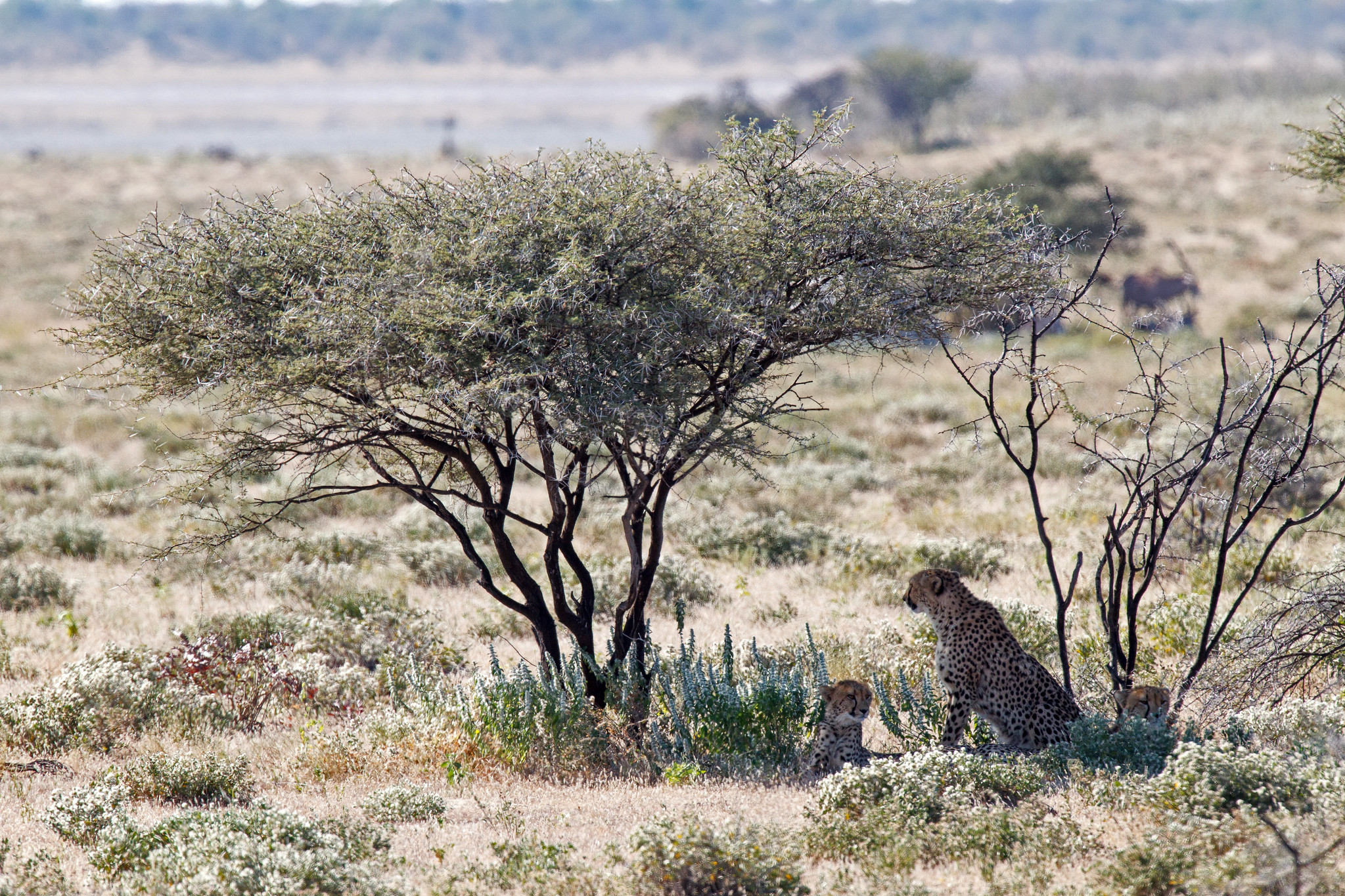 Cheetah with two cubs - Namibia