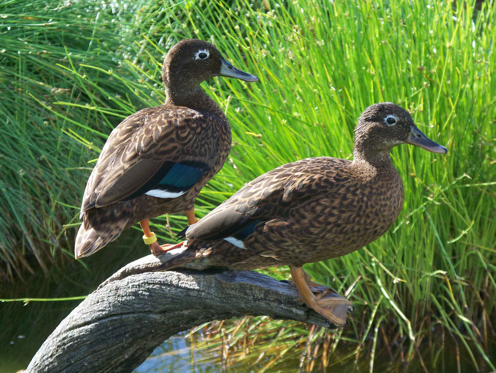 Laysan Duck pair on Eastern Island on Midway Atoll