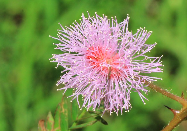 Sensitive plant Mimosa pudica (2)