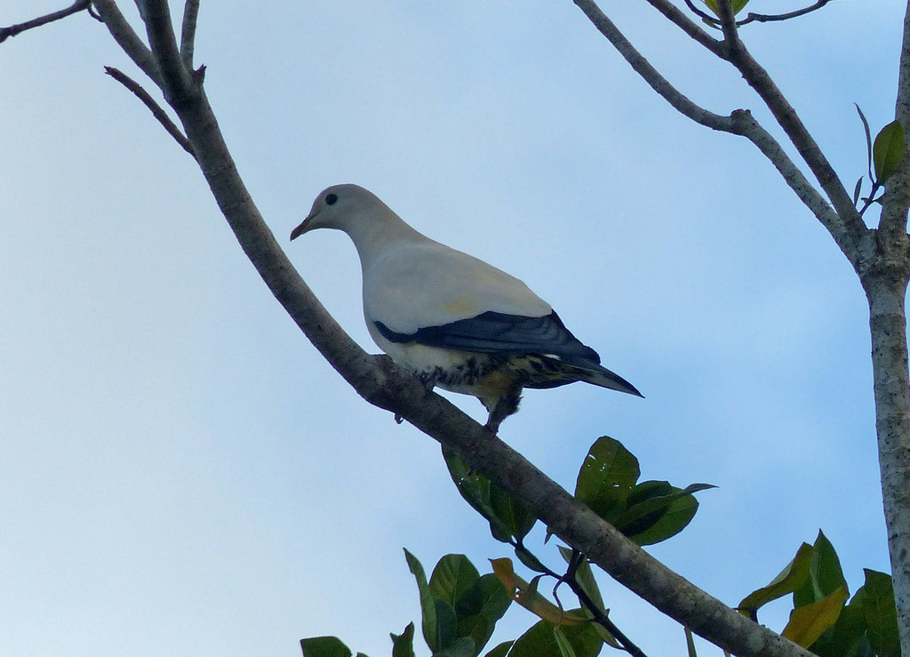 Torresian Imperial-pigeon (Ducula spilorrhoa)