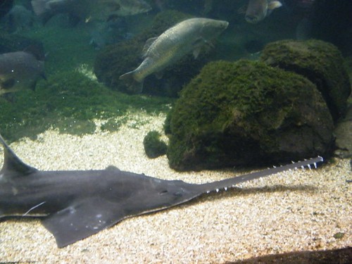 Sawfish @ Underwater World