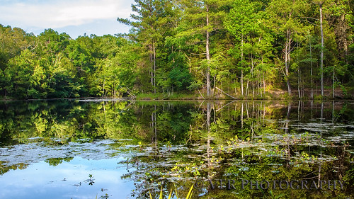 park trees reflection tree green water reflections landscape mirror still pond model scenery tn tennessee scenic parks mirrors calm reflective mirrored waters ponds dull earlyevening latespring waterscape 2015 usfs usforestservice landbetweenthelakes lbl thetrace middletennessee stewartcounty volunteerstate cedarpond landbetweenthelakesnationalrecreationarea formercommunityofmodel