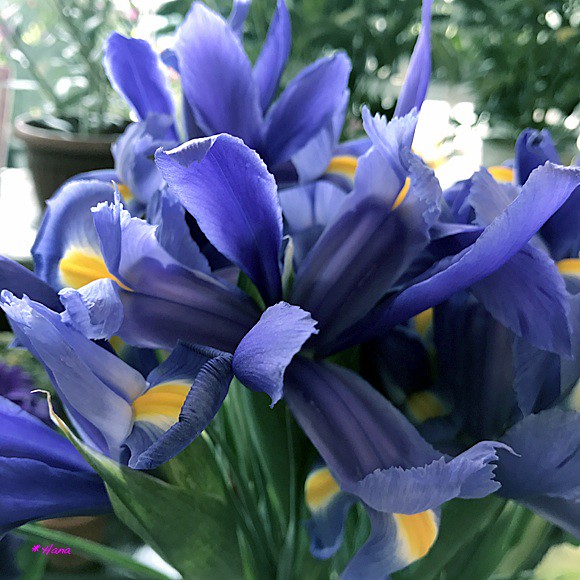 阿蘭陀菖蒲 Iris Hollandica 阿蘭陀菖蒲の花言葉は 恋の使い 優しい人 だそうです Flickr