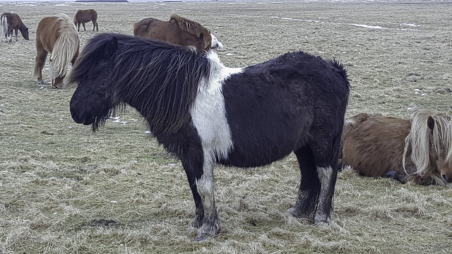 Islandais cheval Islande