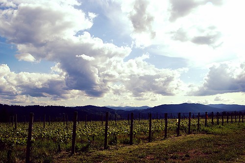 sky clouds oregon landscape vines winetasting grapes gaston 2014 pattonvalleyvineyards croppedcruzfilteraviaryoregonwinecountry