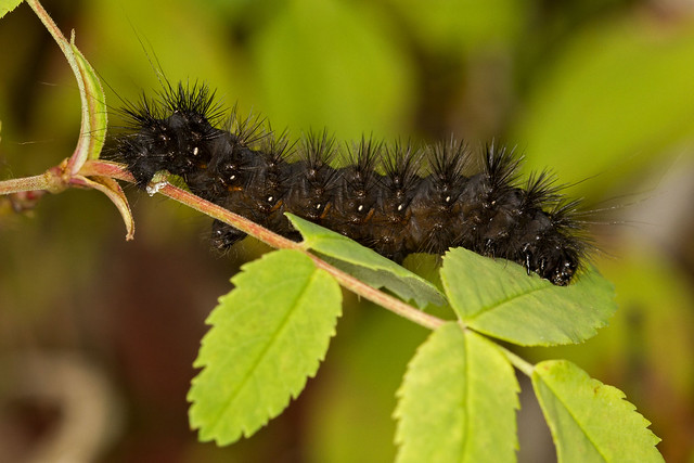 unknown caterpillar