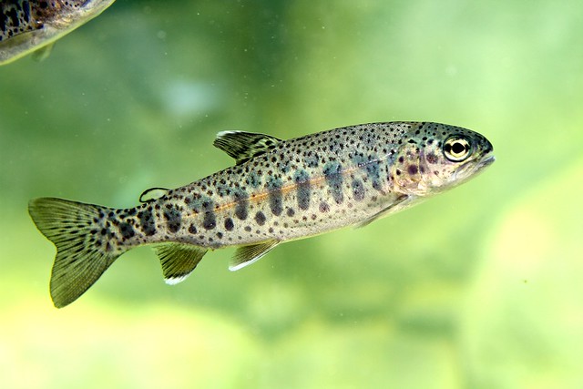Young Trout (truite), Aquarium of the Pacific, Long Beach, CA, USA.