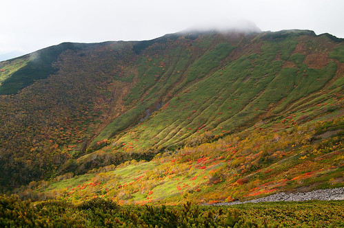autumn mountain plant fog autumnleaves coloredleaves