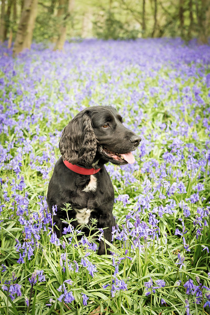 Scooby in the bluebell woods