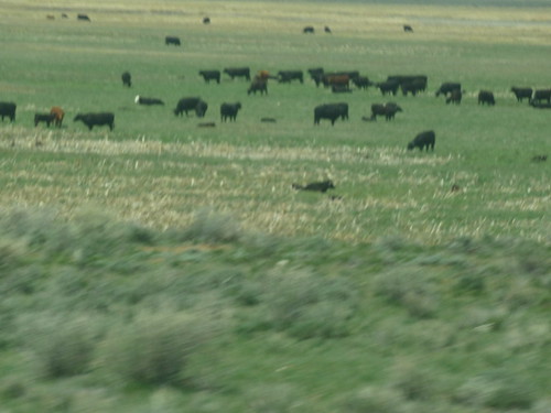 evanston-81 by pmorth, 