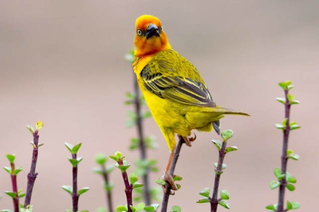 Alert Cape Weaver bird - South Africa