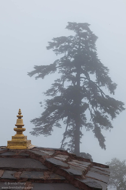 Tree and stupa rooftop in fog, Dochu La, Bhutan.