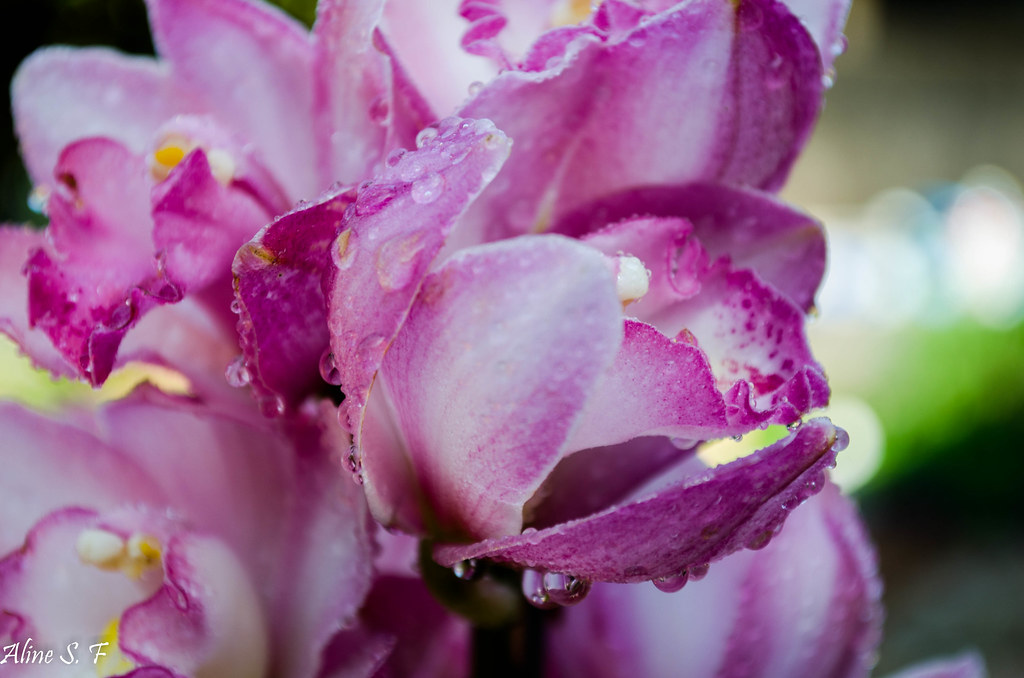 orquídea rosa | ALINE FERREIRA | Flickr