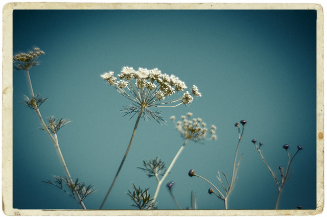 Bokeh Summer continues Blur of Meadow - Lomography Petzval lens & Nikon D90