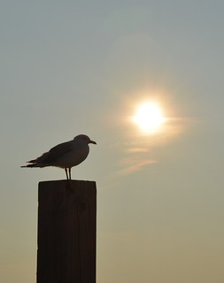 Gull @ Sunset