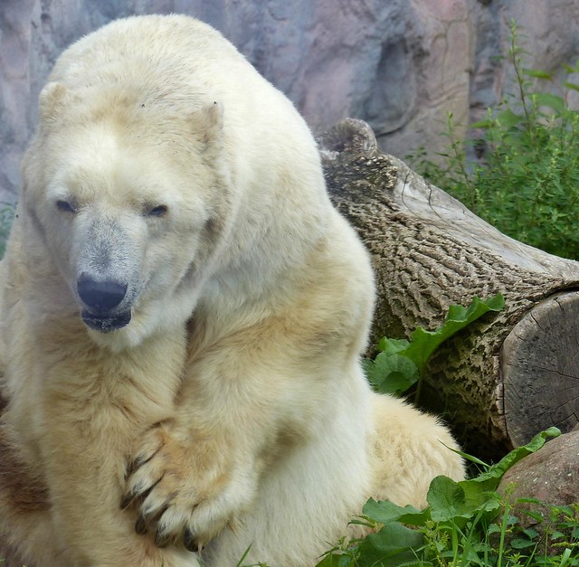 Polar Bear Fanny