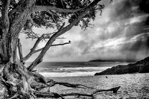 california wicked carmelbythesea federicoscotto fedesk8 nikond7000 sigma1020mm beach blackandwhite crippy biancoenero crow tree