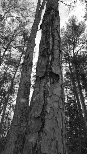 pine textures | by LauraSorrells
