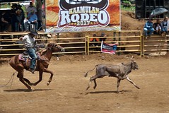 Lasso chase #Rodeo #cowboy #kaamulan2017 #nikond200 #Bukidnon