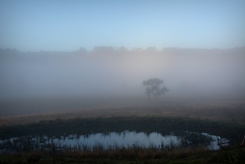 Dam by dustaway, Damn...scared the ducks away! Rock Valley NSW AUwinter tree water fog sunrise reflections landscape 