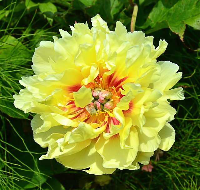 Yellow Peony with Hints of Red