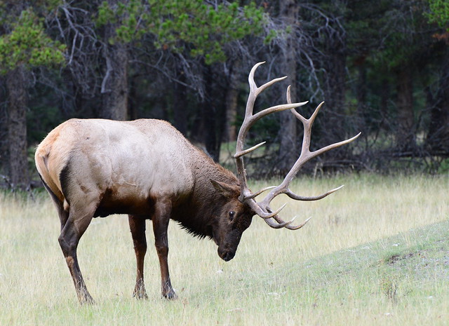 Banff elk