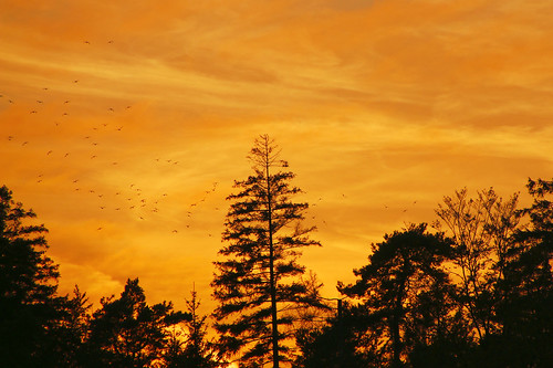 trees sunset sky fire sonnenuntergang himmel solnedgang mossø søhøjlandet