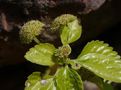 Lecanthus peduncularis (Wall. ex Royle) Wedd.